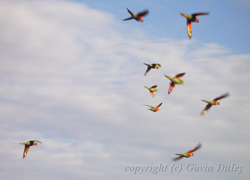 Rainbow lorikeets flying overhead, Red Rock IMGP8595-crop.jpg